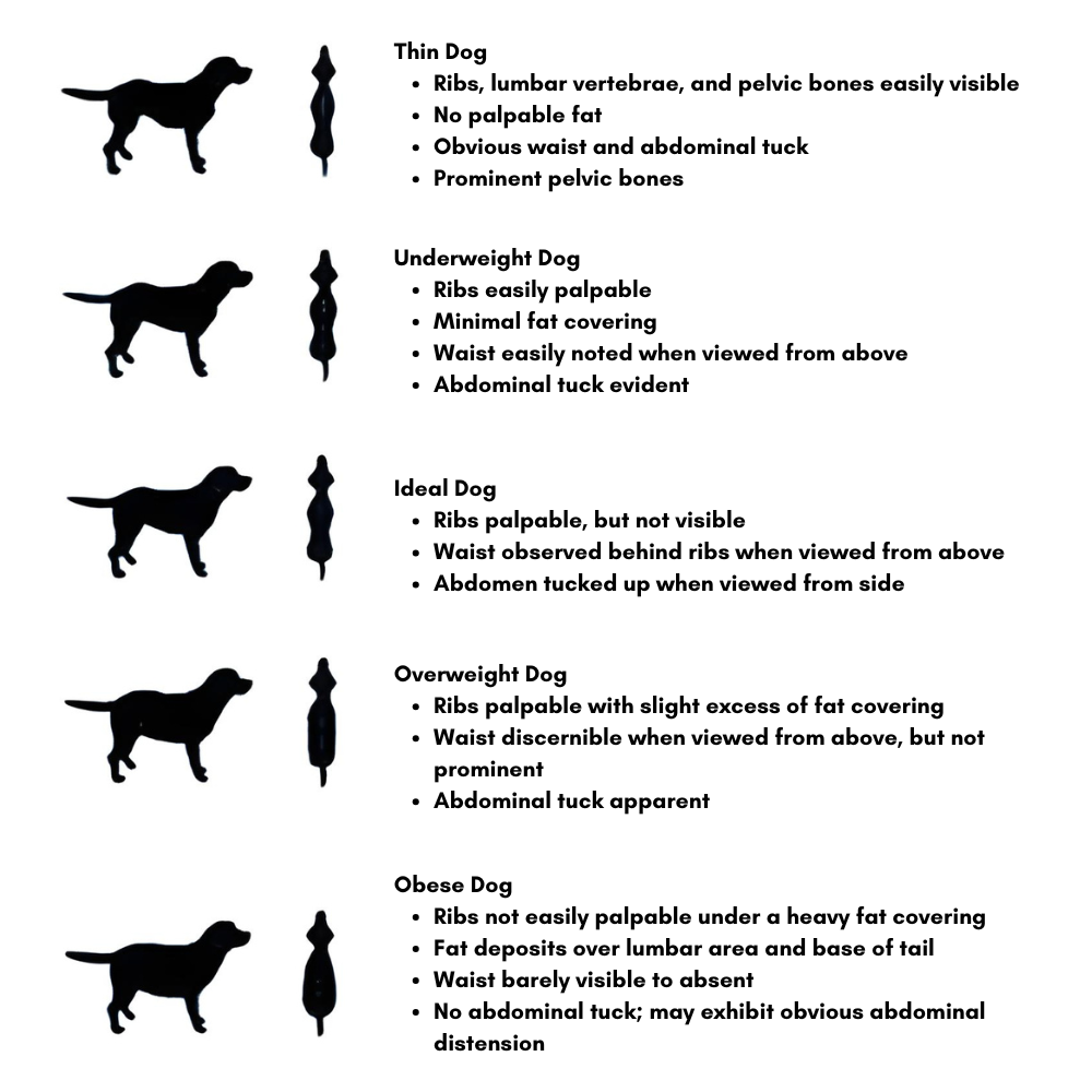 Dog Body Condition Chart: thin to obese with bullet-point cues